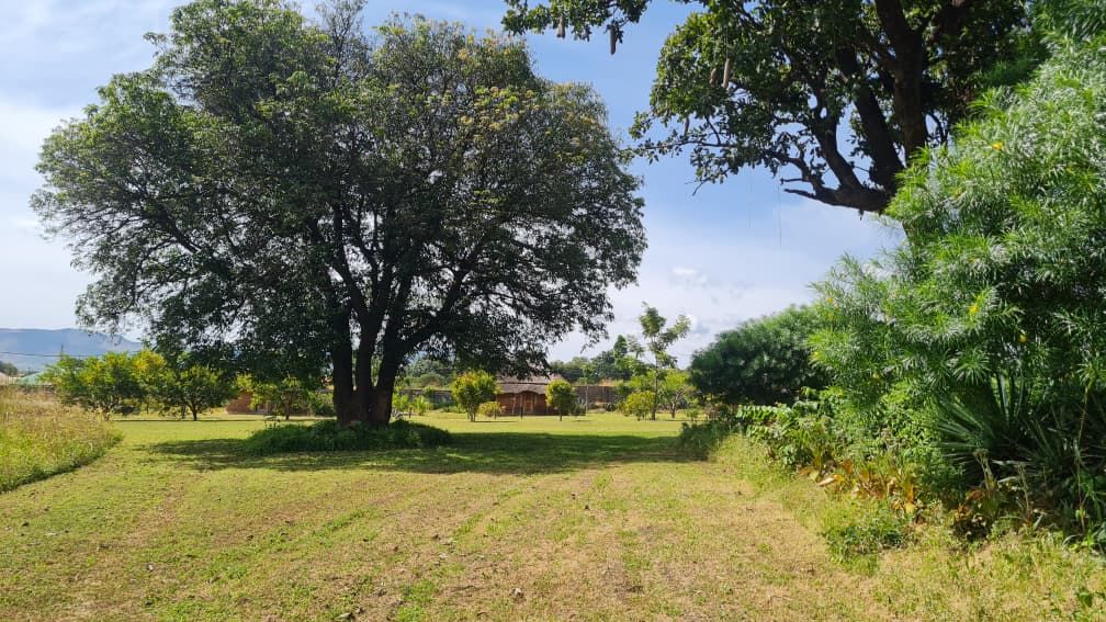 The open lawn for camping, under a big shade tree