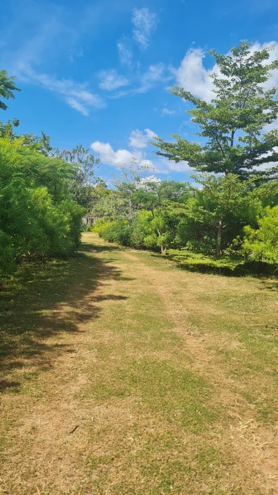 A grassy path between the trees